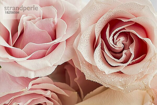 Nahaufnahme von valentine s Tag Konzept mit Rosen (1)