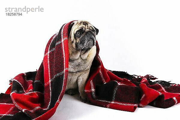 Niedlicher Hund mit roter und schwarzer Decke bedeckt