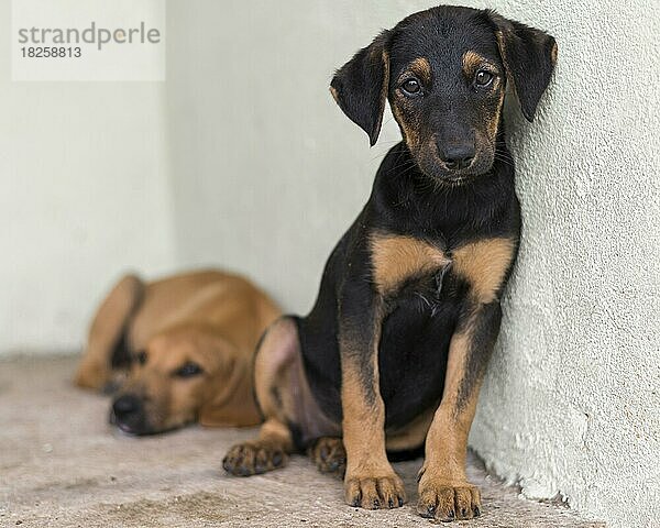 Niedliche Rettungshunde im Tierheim warten auf eine Adoption