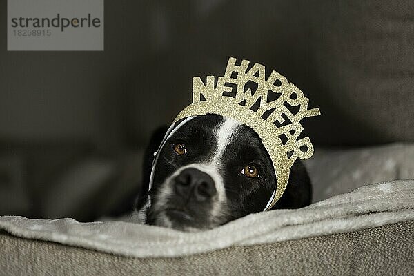Niedlicher Hund mit Frohes Neues Jahr Krone
