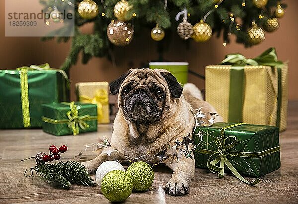 Vorderansicht Haushund beobachtet Weihnachtsgeschenke