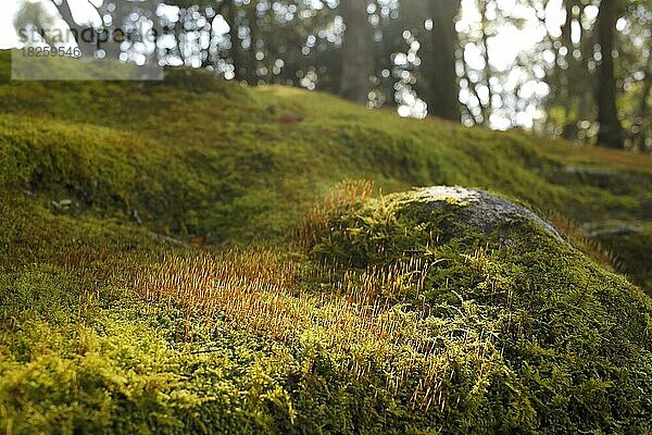 Nahaufnahme  grüne Fläche mit Laubmoos (Bryophyta) auf einem Stein im Sonnenlicht  Kyoto  Japan  Asien