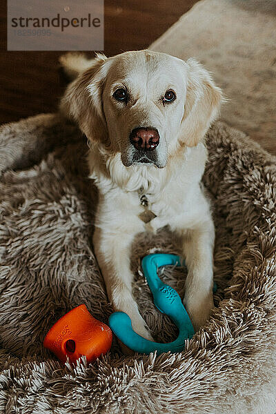 Cremefarbener Golden Retriever spielt drinnen auf einem Hundebett mit Spielzeug