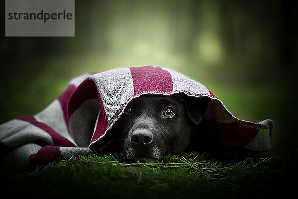 Patterdale-Terrier-Porträt. Ein Hund liegt im Wald.