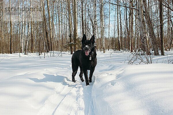 Schwarzer Schäferhund im verschneiten Wald