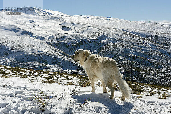 Dog Retriever auf dem Gipfel eines schneebedeckten Berges blickt in die Ferne