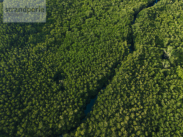 Luftaufnahme des Mangrovenwaldes  Lembongan  Bali
