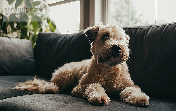 Niedlicher  flauschiger Wheaten-Terrier-Hund  der zu Hause auf dem Sofa liegt.