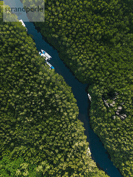 Luftaufnahme des Mangrovenwaldes  Lembongan  Bali