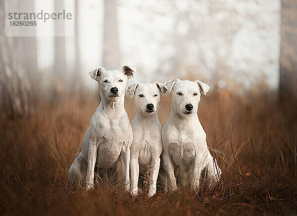 Porträt Jack Russell. Herbstporträt