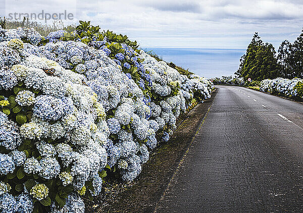 Ruhige  von Blumen gesäumte Landstraße auf den ländlichen Azoren  Portugal