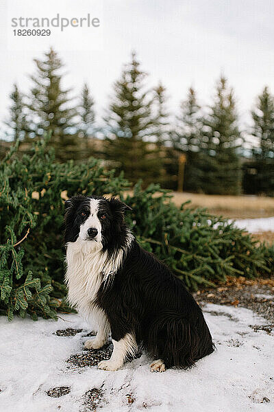 Border Collie Hund sitzt vor frisch geschnittenem Weihnachtsbaum