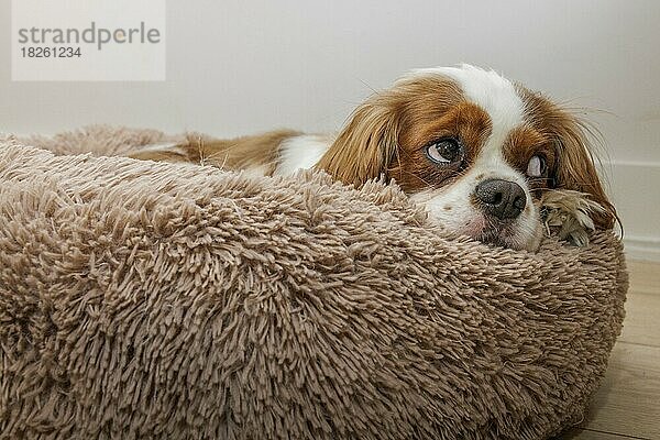 Ein Cavalier King Charles Spaniel Welpe schläft auf einem Hundebett.
