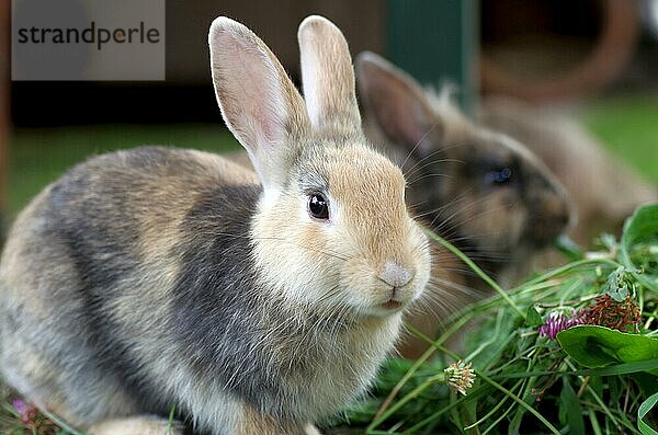 Nahaufnahme  Hauskaninchen (Oryctolagus cuniculus forma domestica)  zwei  Kaninchen beim Fressen von frischen grünem Gras