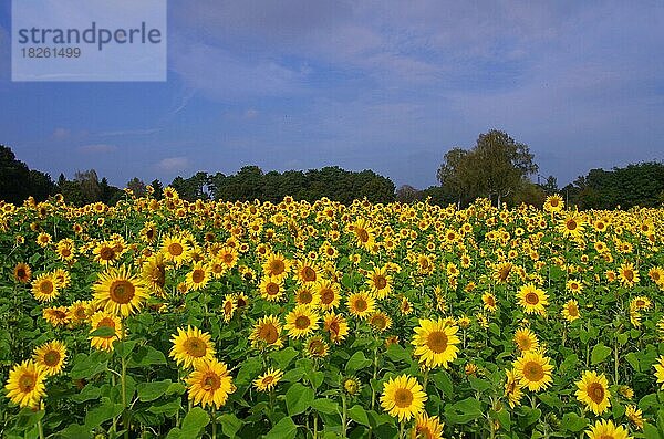 Landschaft  Sonnenblumen (Helianthus annuus)  Blumenfeld  Sonnenblumenfeld mit blauem Himmel im Hintergrund