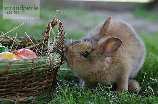 Hauskaninchen (Oryctolagus cuniculus forma domestica)  Ostern  Ostereier  ein Kaninchen sitzt neben einem Korb mit Ostereiern