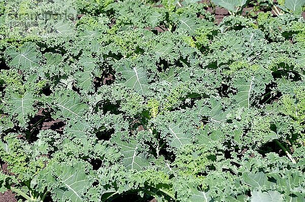 Nahaufnahme  Grünkohl (Brassica oleracea var. sabellica)  frisch  Anbau von Grünkohl auf dem Feld