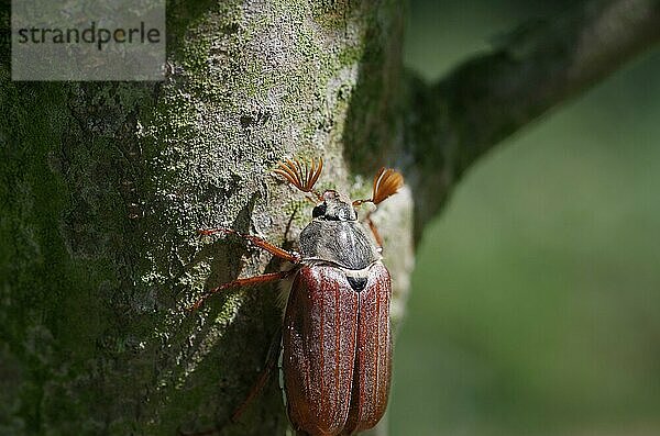 Nahaufnahme  Maikäfer (Melolontha)  Baum  ein Maikäfer krabbelt den Stamm eines Baums hinauf