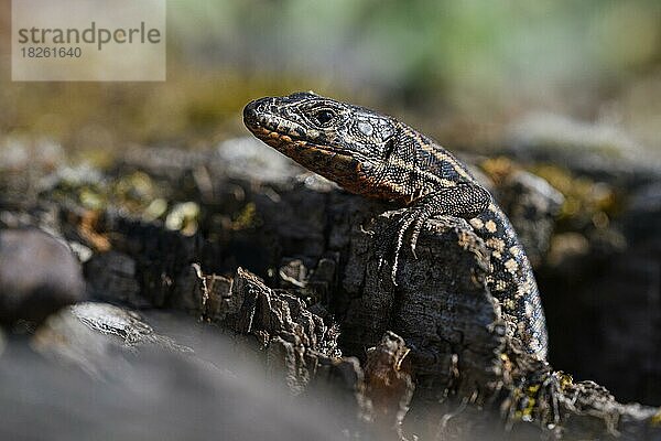 Mauereidechse (Podarcis muralis)  schaut aus ihrem Versteck in einer alten Bahnschwelle  Lebensraum stillgelegtes Bahngleis  Portrait  Landschaftspark Duisburg Nord  Ruhrgebiet  Nordrhein-Westfalen  Deutschland  Europa