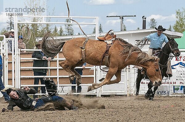 Cowboy wirft von seinem Pferd  Sattelreiten  Caroline Stampede  Caroline  Alberta  Kanada  Nordamerika