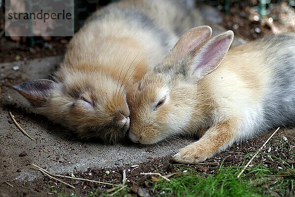Nahaufnahme  Hauskaninchen (Oryctolagus cuniculus forma domestica)  zwei  liegen  Schlaf  zwei Kaninchen liegen schlafend zusammen