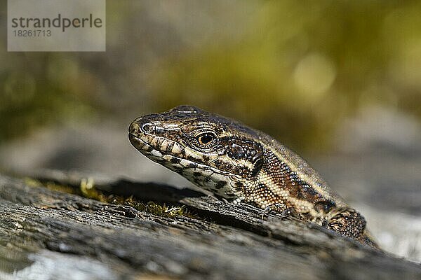 Mauereidechse (Podarcis muralis)  schaut aus ihrem Versteck in einer alten Bahnschwelle  Lebensraum stillgelegtes Bahngleis  Portrait  Landschaftspark Duisburg Nord  Ruhrgebiet  Nordrhein-Westfalen  Deutschland  Europa