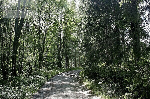 Landschaft  Waldweg  Wald  Bäume  Tannen  Laubbäume  Sommer  Vegetation  ein einsamer Waldweg im Sommer  durch die grünen Blätter scheint die Sonne auf den Boden  Deutschland  Europa