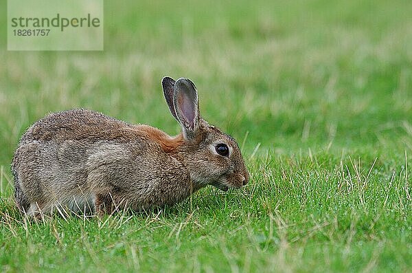 Nahaufnahme  Wildkaninchen (Oryctolagus cuniculus)  Gras  ein Kaninchen frisst Gras auf der Rasenfläche