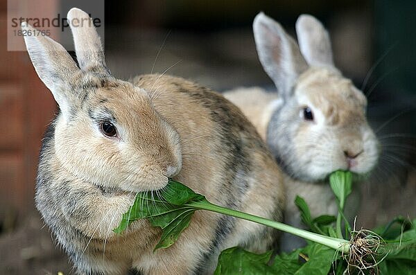 Hauskaninchen (Oryctolagus cuniculus forma domestica)  zwei  fressen  zwei Kaninchen im Gehege beim fressen von grünen Blättern