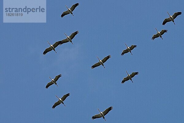 Kranich  Himmel  fliegen  Deutschland  Kraniche (Grus grus) im Flug  Europa