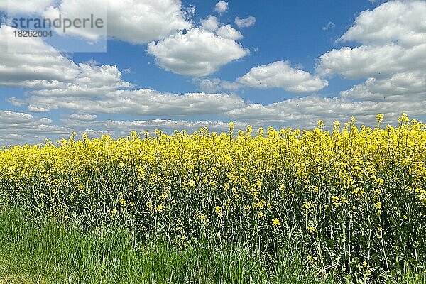 Blühender Raps (Brassica napus) Rand von Rapsfeld  darüber Wolken Altocumulus  Rheinland-Pfalz  Deutschland  Europa