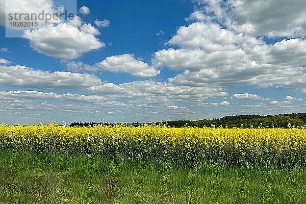 Blühender Raps (Brassica napus) Rand von Rapsfeld  darüber Wolken Altocumulus  Rheinland-Pfalz  Deutschland  Europa