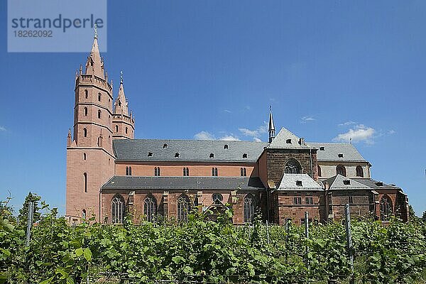 Gotische Liebfrauenkirche mit Weinreben  Worms  Rheinhessen  Rheinland-Pfalz  Deutschland  Europa