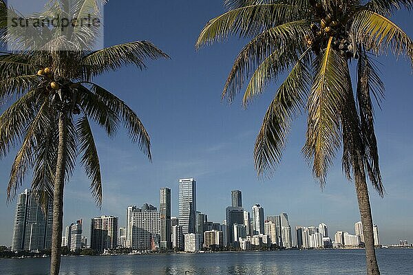 Skyline mit Palmen  Miami  Florida  USA  Nordamerika