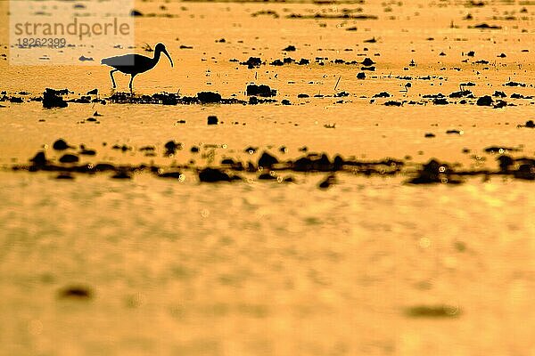 Brauner Sichler (Plegadis falcinellus) bei Sonnenuntergang im Wasser mit Gegenlicht  Silhouette  golden  Lichtstimmung  Scamandre  Camargue  Frankreich  Europa