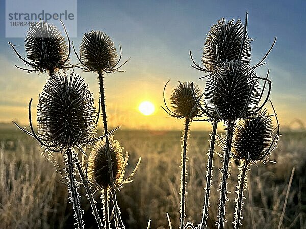 Wilde Karde (Dipsacus fullonum) Samenstand  Raureif  Frost  Sonnenaufgang im Frühwinter  winterliche Stimmung  Sachsen-Anhalt  Deutschland  Europa