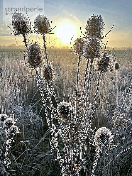 Wilde Karde (Dipsacus fullonum) Samenstand  Raureif  Frost  Sonnenaufgang im Frühwinter  winterliche Stimmung  Sachsen-Anhalt  Deutschland  Europa