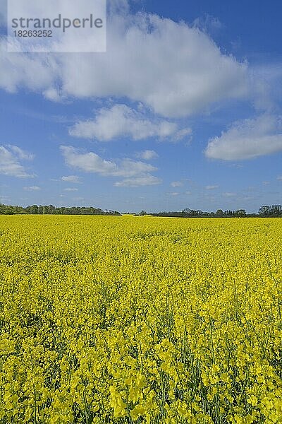 Blühendes Rapsfeld nahe Ratzeburg  Schleswig-Holstein  Deutschland  Europa