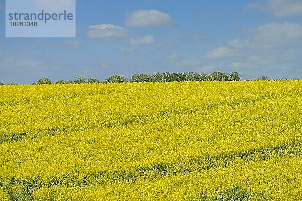 Blühendes Rapsfeld nahe Ratzeburg  Schleswig-Holstein  Deutschland  Europa