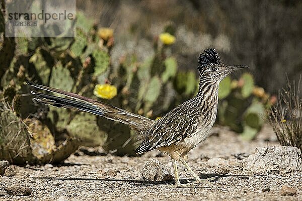 Wegekuckuck (Geococcyx californianus)  Sonoran-Wüste  Arizona  USA  Nordamerika