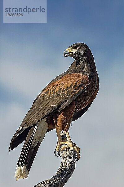 Harris Hawk (auch Bay-Winged Hawk (Parabuteo unicinctus) oder Dusky Hawk)