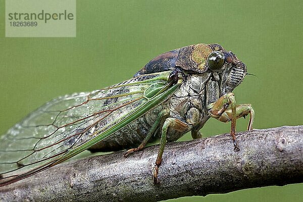 Die neu aufgetauchte Zikade (Tibicen linnei)  die Gattung der Zikaden (Tibicen)  ist die am weitesten verbreitete Zikadenart in den Vereinigten Staaten