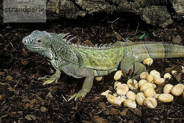 Grüner Leguan (Iguana iguana) mit Eiern  Mittelamerika
