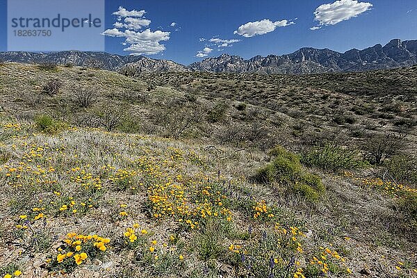 Mexikanische Mohnblumen (Argemone ochroleuca)  Der Romero Ruins Trail  Catalina State Park  AZ  USA  Nordamerika