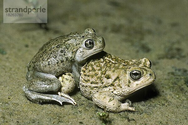 Paarung der Eingeborenen-Kröte  Scaphiopus bombifrons