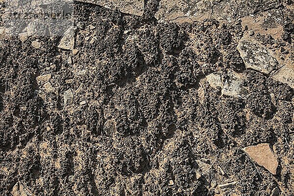 Kryptobiotische Bodenkrusten  Colorado National Monument  CO  USA  Nordamerika