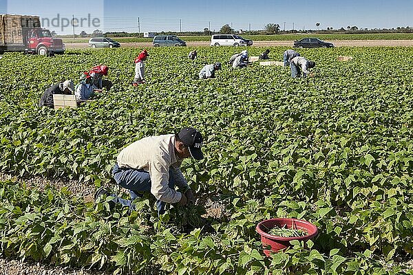 Bohnenpflücken  Wanderarbeit  Landwirtschaft in Südflorida