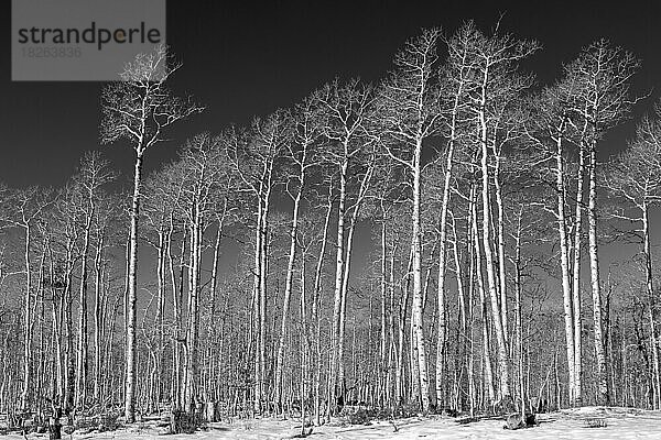 Winter-Aspen  Südliche Utah-Berge  USA  Nordamerika