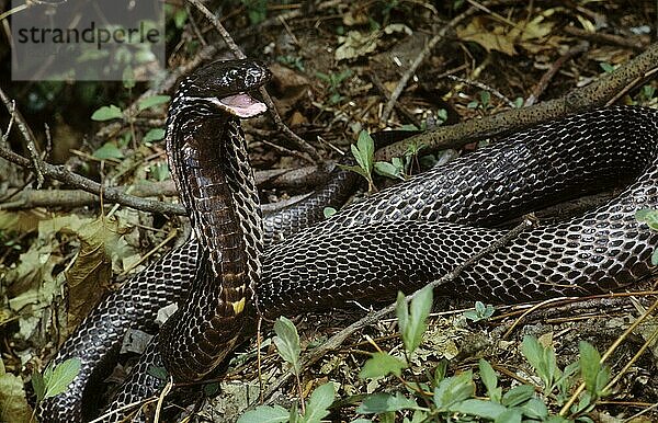 SPITTING COBRA (Ringhals)  Hemachatus haemachatus  Südafrika