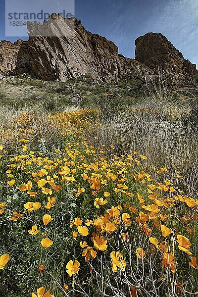 Mexikanischer Mohn  Eschscholzia californica  Organ Pipe Cactus National Monument  Arizona